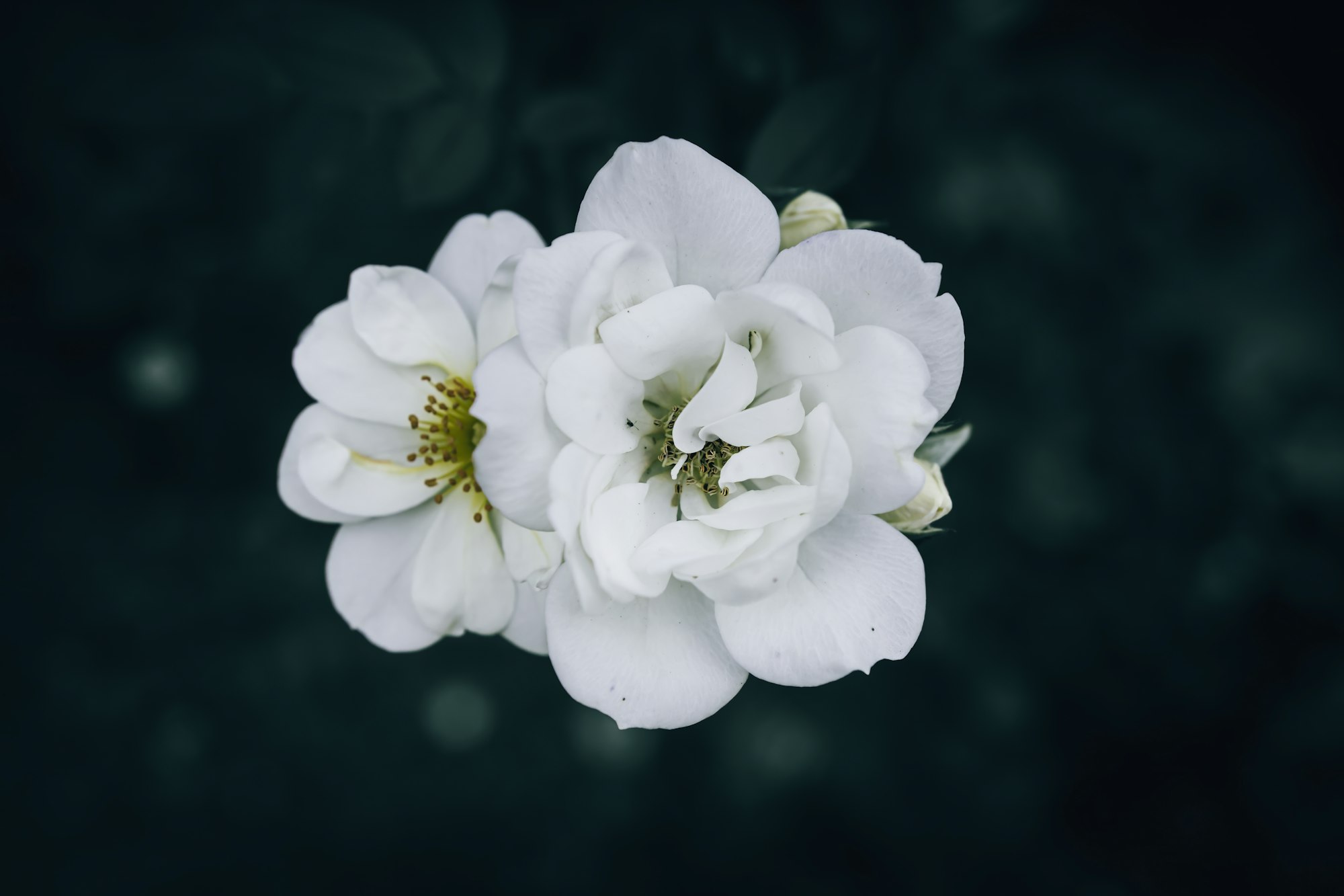 Indian Jasmine