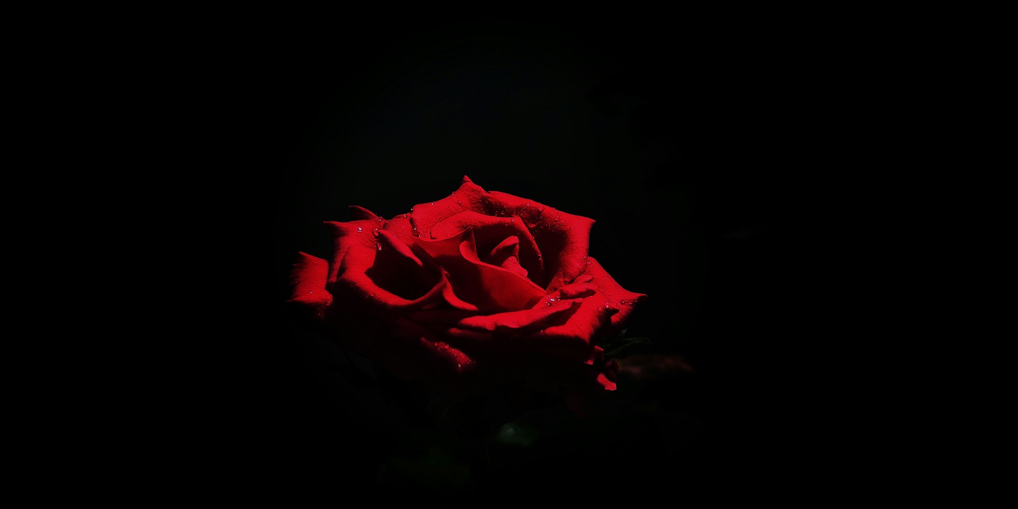 Rose Absolutes